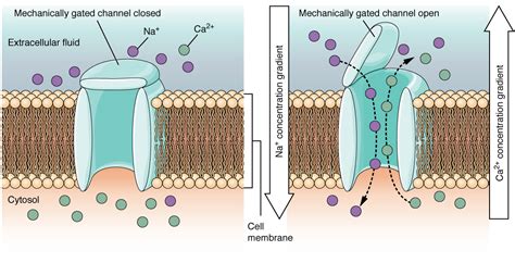 sodium leak channels|Do voltage